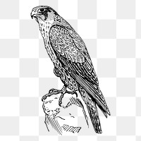 Peregrine falcon png sticker, vintage animal illustration on transparent background. Free public domain CC0 image.