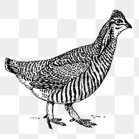 Prairie chicken png sticker, vintage animal illustration on transparent background. Free public domain CC0 image.