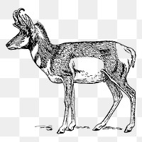 Pronghorn png sticker, vintage animal illustration on transparent background. Free public domain CC0 image.