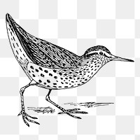 Sandpiper bird png sticker, vintage animal illustration on transparent background. Free public domain CC0 image.