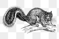 Squirrel png sticker, vintage animal illustration on transparent background. Free public domain CC0 image.