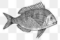 Scup fish png sticker, vintage animal illustration on transparent background. Free public domain CC0 image.