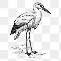Stork bird png sticker, vintage animal illustration on transparent background. Free public domain CC0 image.