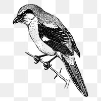 Shrike bird png sticker, vintage animal illustration on transparent background. Free public domain CC0 image.