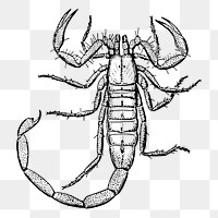 Scorpion png sticker, vintage insect illustration on transparent background. Free public domain CC0 image.