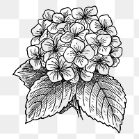 Hydrangea flower png sticker, vintage botanical illustration on transparent background. Free public domain CC0 image.