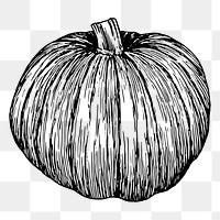 Pumpkin png sticker, vintage vegetable illustration on transparent background. Free public domain CC0 image.