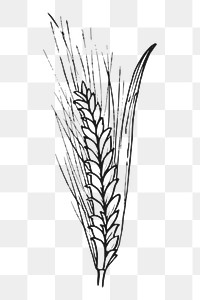 Wheat plant png sticker, vintage agriculture illustration on transparent background. Free public domain CC0 image.