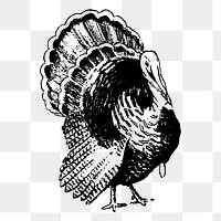 Turkey bird png sticker, vintage animal illustration on transparent background. Free public domain CC0 image.