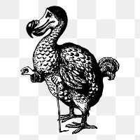 Dodo bird png sticker, vintage animal illustration on transparent background. Free public domain CC0 image.