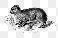 Hyrax png sticker, vintage animal illustration on transparent background. Free public domain CC0 image.