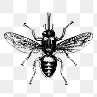 House fly png sticker, vintage insect illustration on transparent background. Free public domain CC0 image.