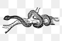 Snake png sticker, vintage animal illustration on transparent background. Free public domain CC0 image.