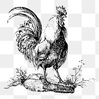 Cockerel chicken png sticker, vintage animal illustration on transparent background. Free public domain CC0 image.