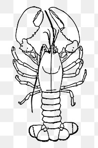 Lobster png sticker seafood illustration, transparent background. Free public domain CC0 image.