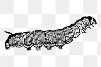 Caterpillar png sticker insect illustration, transparent background. Free public domain CC0 image.