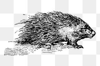 Porcupine png sticker rodent animal illustration, transparent background. Free public domain CC0 image.