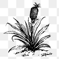 Pineapple bush png sticker agriculture illustration, transparent background. Free public domain CC0 image.