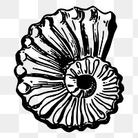 Seashell png sticker beach object illustration, transparent background. Free public domain CC0 image.