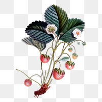 Strawberry flower png sticker fruit illustration, transparent background. Free public domain CC0 image.