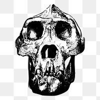 Gorilla skull png sticker dead animal illustration, transparent background. Free public domain CC0 image.