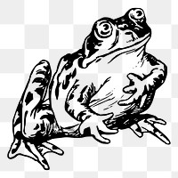 Frog png sticker amphibian animal illustration, transparent background. Free public domain CC0 image.