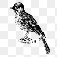 Bird png sticker xx illustration, transparent background. Free public domain CC0 image.