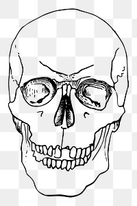 Human skull png sticker object illustration, transparent background. Free public domain CC0 image.