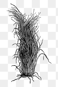 Plant png sticker black and white illustration, transparent background. Free public domain CC0 image.