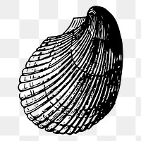 Seashell png sticker marine animal illustration, transparent background. Free public domain CC0 image.