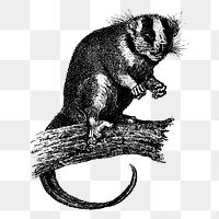 Indonesian possum png sticker animal illustration, transparent background. Free public domain CC0 image.