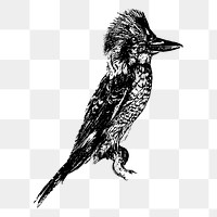 PNG laughing jackass bird sticker xx illustration, transparent background. Free public domain CC0 image.