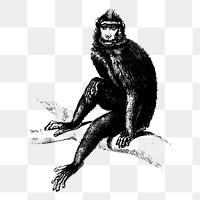 Monkey png sticker wild animal illustration, transparent background. Free public domain CC0 image.