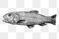 Sea fish png sticker extinct animal illustration, transparent background. Free public domain CC0 image.