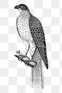 Falcon bird png sticker xx illustration, transparent background. Free public domain CC0 image.