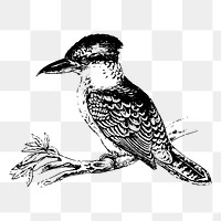 Kookaburra bird png sticker xx illustration, transparent background. Free public domain CC0 image.