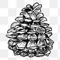 Pine cone png sticker Christmas illustration, transparent background. Free public domain CC0 image.