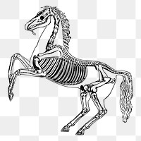 Horse anatomy png sticker skeleton illustration, transparent background. Free public domain CC0 image.