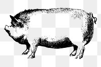 Pig png sticker farm animal illustration, transparent background. Free public domain CC0 image.