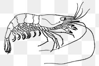 Prawn png sticker seafood illustration, transparent background. Free public domain CC0 image.