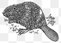 Beaver png sticker illustration, transparent background. Free public domain CC0 image