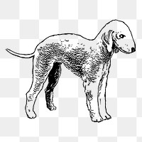 PNG bedlington terrier dog sticker illustration, transparent background. Free public domain CC0 image