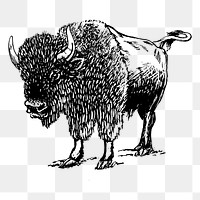 Bison png sticker illustration, transparent background. Free public domain CC0 image