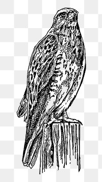 Standing hawk png sticker illustration, transparent background. Free public domain CC0 image
