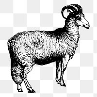 Sheep png sticker illustration, transparent background. Free public domain CC0 image