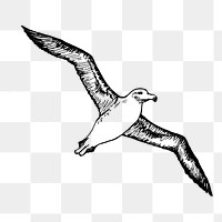 Flying albatross png sticker illustration, transparent background. Free public domain CC0 image