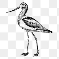 Long leg bird, png sticker illustration, transparent background. Free public domain CC0 image