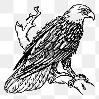 Eagle bird png sticker illustration, transparent background. Free public domain CC0 image