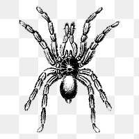 Spider insect png sticker illustration, transparent background. Free public domain CC0 image