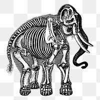 Elephant skeleton png sticker illustration, transparent background. Free public domain CC0 image